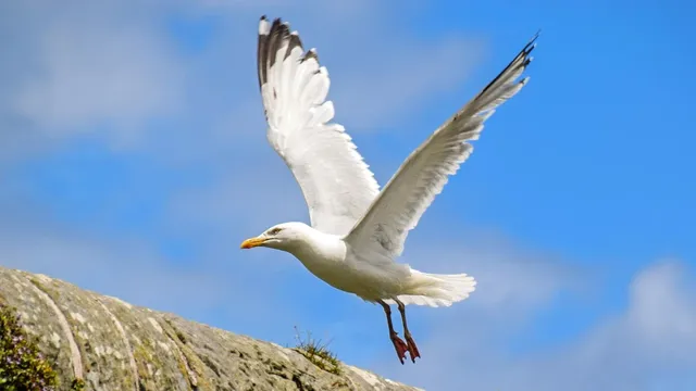 Men's Old Time Hockey Chicago Blackhawks #65 Andrew Shaw Red Premier Pullover Hoodie Jersey Size 48/M|50/L|52/XL|54/XXL|56/XXXL