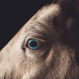 Pittsburgh Penguins #87 Sidney Crosby Authentic White 2014 Stadium Series Jersey - Blackhawks Player Jersey