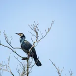 New York Rangers #30 Henrik Lundqvist Authentic Camo Veterans Day Practice Jersey - Blackhawks Player Jersey